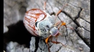 Melolontha melolontha  Cockchafer  Feldmaikäfer [upl. by Ilowell]