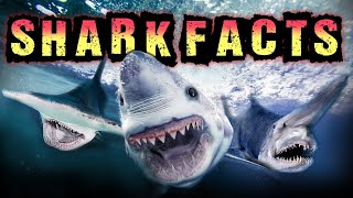 Shark Facts [upl. by Dewees257]