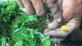 Como reproducir la planta Maní Forrajero Cacahuatillo Arachis pintoi [upl. by Levan]