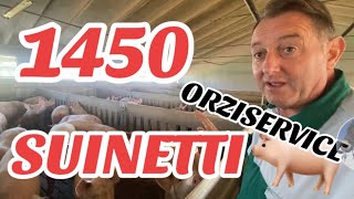 AzAnni Giuseppe 1450 SUINI pronti x essere trasformati in PROSCIUTTI con Ilario Maffi ORZISERVICE [upl. by Lauren]