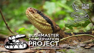 The longest viper in the world Bushmaster Lachesis stenophrys conservation project in Costa Rica [upl. by Silvain]