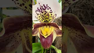 Beautiful  Rare Orchid  Paphiopedilum henryanum nature flowers plants garden [upl. by Lise566]