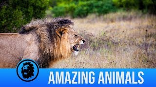 The best wild animal encounters caught on camera  Amazing Animals [upl. by Reggis]