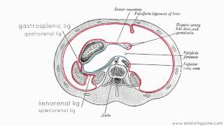 Peritoneal Cavity  Part 3  Anatomy Tutorial [upl. by Evelina]