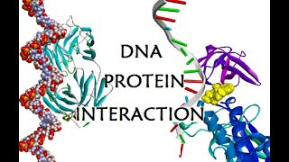 DNA Protein InteractionsMacromolecular dockingMOEDiscovery Studio Visualizer MajidAli2020 [upl. by Arihat383]