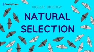 Evolution and Natural Selection  GCSE amp IGCSE Biology [upl. by Daniele685]