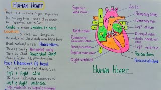 human heart structure and function [upl. by Gower]