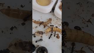 Alimentando mis Solenopsis Geminata mirmecologia ants hormigas [upl. by Celestina]