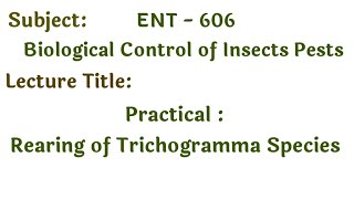 Practical Laboratory rearing of Trichogramma Species  Biological control  Trichogramma steps [upl. by Sukhum]