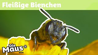 Warum sammeln Bienen Pollen  DieMaus  WDR [upl. by Hnim]