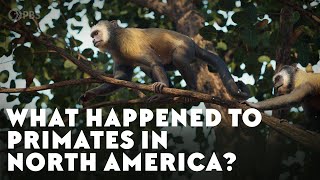 What Happened To Primates In North America [upl. by Atteynad]