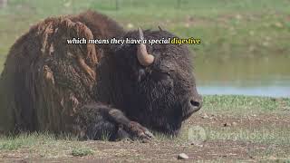 Amazing facts about bison [upl. by Airdnat]