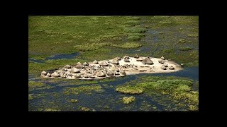 They Live In Africas Biggest Marsh Nilotes In The Sudd Marsh [upl. by Emory523]