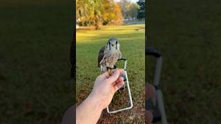 First time flying outside on the creance for Goosey and she did a great job [upl. by Leonard]