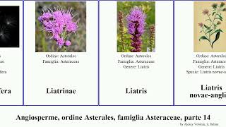 Angiosperme ordine Asterales famiglia Asteraceae parte 14 leontopodium leptinella liatris delle [upl. by Lesoj]