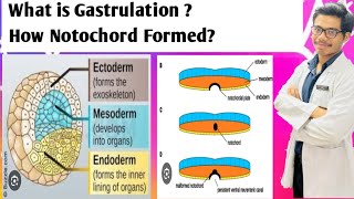 Notochord Formation  Remnants of Notochord  Gastrulation Process [upl. by Netsirk]