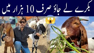 Cheapest Bakra Mandi in Karachi [upl. by Kape]