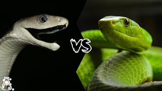 Black Mamba VS Green Mamba  Who Would Win A Fight [upl. by Adnyl]