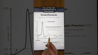 Neuron Physiology Graded Potentials anatomyandphysiology physiology anatomy premed neuron [upl. by Edwyna667]