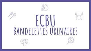 Sémiologie Urologique  Bandelette Urinaire amp ECBU [upl. by Yaakov]