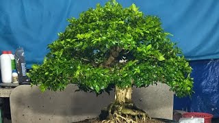 Bonsai Cây Cảnh 611 GL LH0889244699 [upl. by Naejarual]