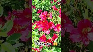 Beautiful flower garden Paris and dua shortsfeed shorts foryou love amazingfacts urdu [upl. by Terencio]