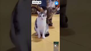 funny cats 😻😻🤣🤣 catcomedy funny shortaday shorts cat catvideos [upl. by Novia]