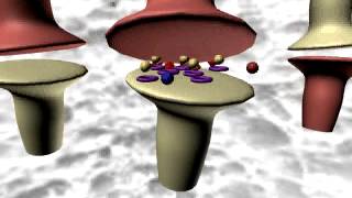 Effect of Chlorpromazine on Neurotransmitter Release and Reuptake [upl. by Ajssatan]