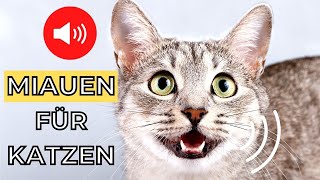 Miauen um Ihre Katze anzulocken 🐱 Katzen miauen sound [upl. by Nahgeam]