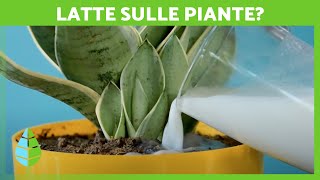 4 UTILIZZI del LATTE per le PIANTE 🌿🥛 Benefici e Come Usarlo [upl. by Vilma591]