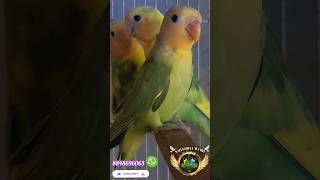 Agapornis roseicollis Dominant Pied Orange Face Chicks 🧡 birds birdslover shortvideo short pets [upl. by Ilrebmik]