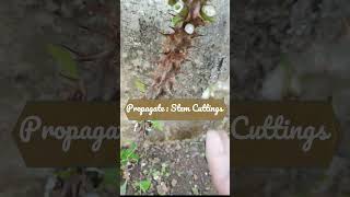 How to propagate  crown of Thorns  Stem Cutting  Low Maintenance Plant  hardy Plants sharts [upl. by Nrev]