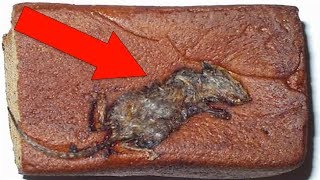 Most SHOCKING Things Found In Your Favorite Foods [upl. by Frohne109]