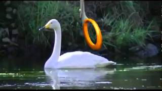 cygne chanteur Abonnezvous à ma chaîne YouTube svp merci😊 [upl. by Fawcett960]