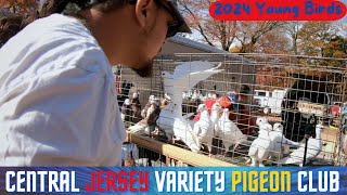 Central Jersey Variety YB PIGEON Show 2024 [upl. by Greta]