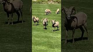 It’s free Hemenway park Boulder City  Nv review animals sheep youtubeshorts trending travel [upl. by Kate]