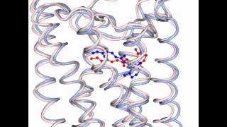 G protein activation by Rhodopsin [upl. by Namor]