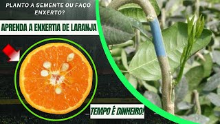 Aprenda como fazer enxerto de Laranja [upl. by Zoes]