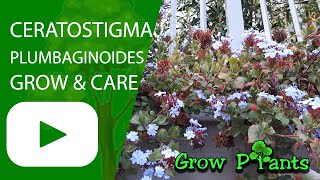 Ceratostigma plumbaginoides  grow amp care Hardy Plumbago [upl. by Verna976]