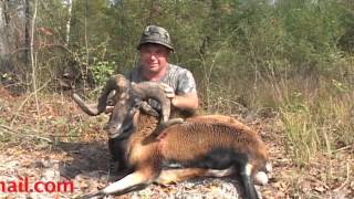 Alabama Ram Hunting with a Crossbow and South Coast Safaris [upl. by Ellevel]