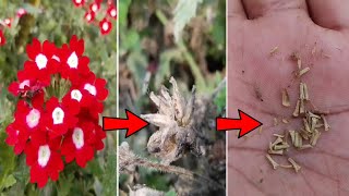 How to collect verbena seeds [upl. by Rednav]