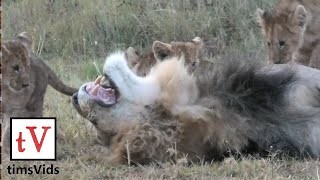 Small Lion Cubs Annoy Their Sleeping Fathers [upl. by Soo]