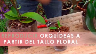 Cómo REPRODUCIR ORQUÍDEAS a partir del tallo floral 🌸 Reproducir orquídeas en casa 🌱 Jardinatis [upl. by Enelahs]