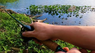 Urban Pond Fishing CRAZY Top Water Action [upl. by Rinna]