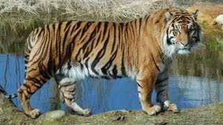 Take a walk on the wild side at ZSL London Zoo [upl. by Holds881]