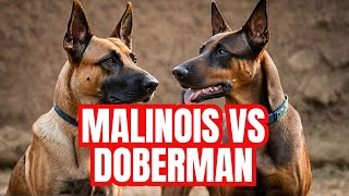 Belgian Malinois VS Doberman THE ULTIMATE BREED COMPARISON  Dog Training  Malinois [upl. by Palma974]