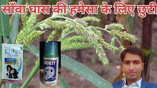 साँवा घास  Echinochloa crusgalli  का नियत्रण ।motivation gardenvegetable farming [upl. by Sewole348]