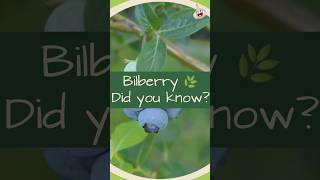 The Benefits of Bilberry [upl. by Olney]