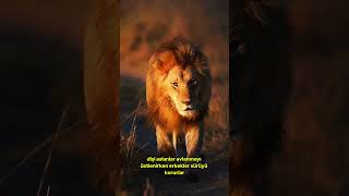 Ormanların kralıAslan🦁aslan lion vahşidoğa animals keşfet wildlife vahşihayvanlar [upl. by Cornel760]