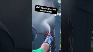 BAGWORM SPRAY [upl. by Bauer636]